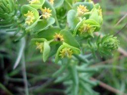 Euphorbia natalensis cyathia
